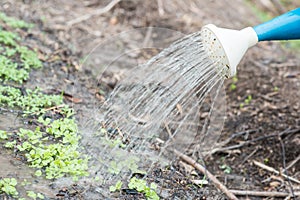 Garden is watering planters in his farm