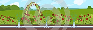 Garden watering vector illustration, cartoon flat underground automatic irrigating water supply pipe system, irrigation