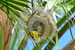 Garden weaver male Ploceus cucullatus enters its nest.