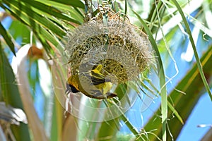 Garden weaver male Ploceus cucullatus at the entrance to its nest.