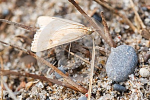Garden Webworm Moth - Achyra rantalis