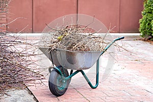 The garden wheelbarrow is filled with cut tree branches after cleaning the garden