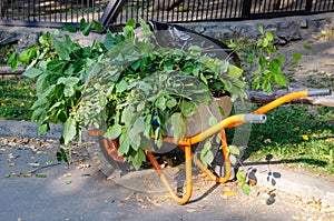 garden wheelbarrow loaded with cut green branches of trees, shrubs. Garden equipment for gardening