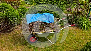 Spring cleaning works in the garden, load wheelbarrows with cut branches