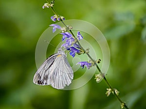 Garden white butterfly on small flowers in a Japanese forest 4