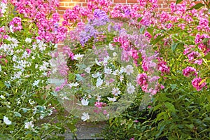 A garden with white cuckoo flowers and Phlox Paniculata Pink Flame flowers. Bush of blooming flowers in the garden on a