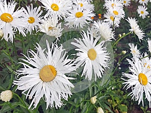 Garden white daisies on a green background. Daisies in summer in sunny weather