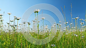 Garden white daisies sway in the wind among green grass. Beautiful daises. Low angle view.