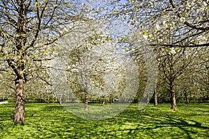 Garden of white Japanese cherry trees