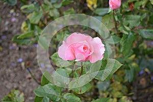 GARDEN WHITE PINK ROSE CLOSE UP