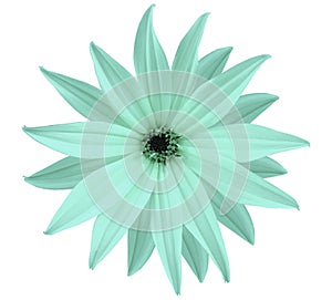 Garden white-turquoise flower, white isolated background with clipping path. Closeup. no shadows. view of the stars, for the de photo
