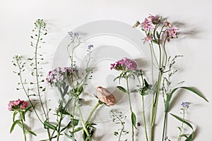 Garden and wild meadow flowers. Floral banner. Shepherd's purse, dianthus, buttercup and aquilegia plants isolated on