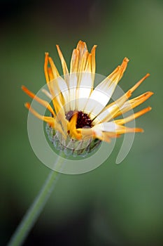 Garden Wildflower