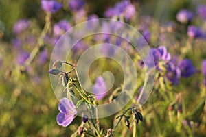 In the garden,  wildflowers,  bells