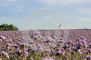 In the garden,  wildflowers,  bells