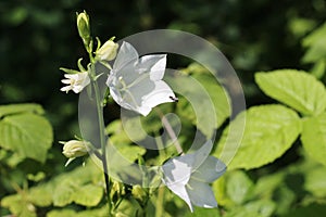 In the garden,  wildflowers,  bells, white bell