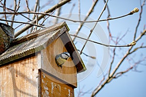 Garden wildlife, bluetits, cyanistes caeruleus, looking out from.a nest box