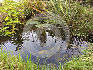 Garden Wildlife Pond