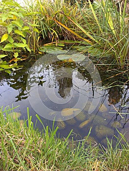 Garden Wildlife Pond