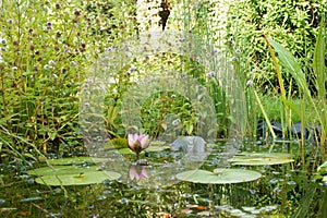 Garden Wildlife Pond