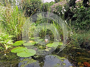 Garden Wildlife Pond photo