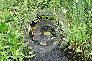 Garden Wildlife Pond