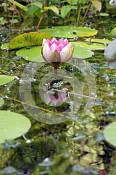 Garden Wildlife Pond Lily