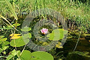 Garden Wildlife Pond