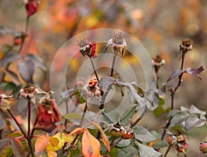 Garden with wilted roses photo