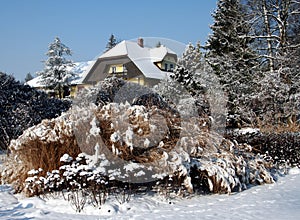 Garden in winter