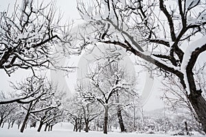 Garden in winter