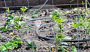 Garden with wire fencing to keep out rabbits. Strawberries planted in rows behind the fence with an irrigation soaker