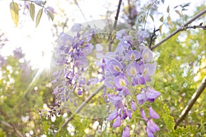 Garden Wisteria Flower Vine