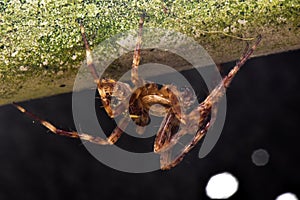 Garden Wolf Spider night hunting