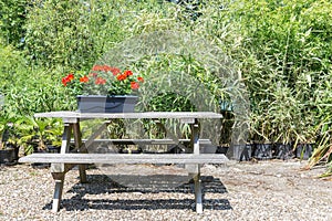 Garden with wooden bench and planter with blooming geraniums