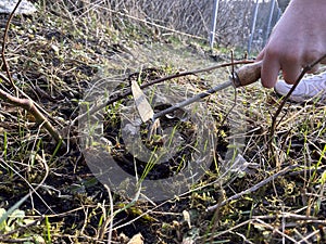 Garden work. The farmer loosen the soil under the seedling with a hoe.