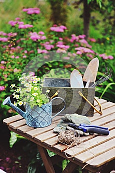 Garden work still life in summer. Camomile flowers, gloves and tools