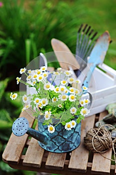 Garden work still life in summer. Camomile flowers, gloves and tools on wooden table