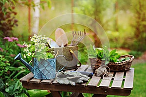 garden work still life in summer. Camomile flowers, gloves and tools on wooden table outdoor