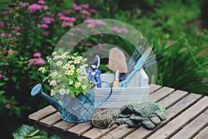 garden work still life in summer. Camomile flowers, gloves and tools on wooden table outdoor