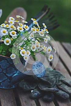 garden work still life in summer. Camomile flowers, gloves and tools on wooden table outdoor