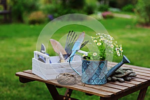 Garden work still life in summer. Camomile flowers, gloves and tools on wooden table outdoor