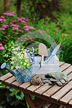 Garden work still life in summer. Camomile flowers, gloves and tools on wooden table outdoor in sunny day