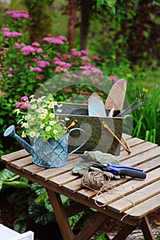 Garden work still life in summer. Camomile flowers, gloves and tools on wooden table outdoor in sunny day