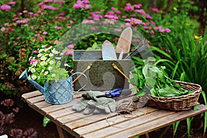 Garden work still life in summer. Camomile flowers, gloves and tools on wooden table outdoor in sunny day