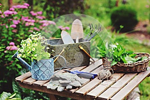 Garden work still life in summer. Camomile flowers, gloves and tools on wooden table outdoor