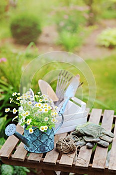 Garden work still life in summer. Camomile flowers, gloves and tools on wooden table outdoor