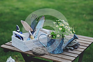 Garden work still life in summer. Chamomile flowers, gloves and tools on wooden table outdoor