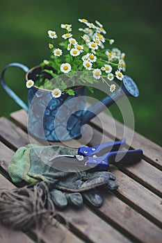 garden work still life in summer. Chamomile flowers, gloves and tools on wooden table photo