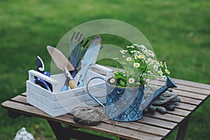 Garden work still life in summer. Chamomile flowers, gloves and tools on wooden table outdoor photo